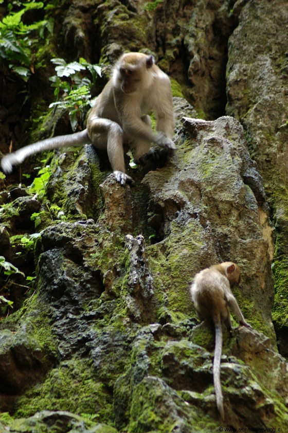 BATU CAVES - Le numerose scimmie che popolano il promontorio e le grotte 
