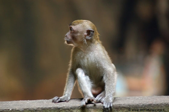 GROTTE BATU - Un piccolo macaco si guarda intorno un pò smarrito