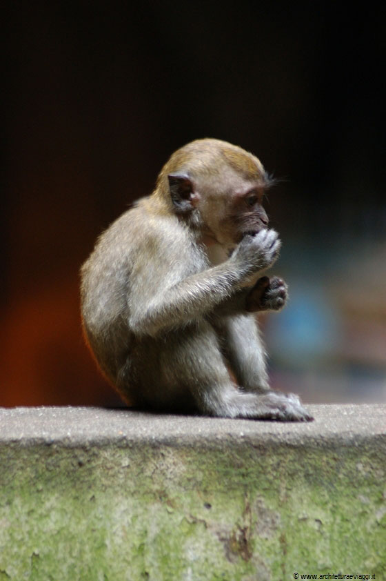BATU CAVES - Il cucciolo