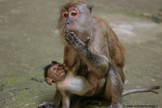 BATU CAVES - Un cucciolo di macaco con la sua mamma