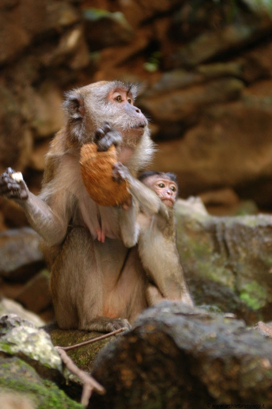 GROTTE BATU - Il cucciolo sembra gradire la noce di cocco