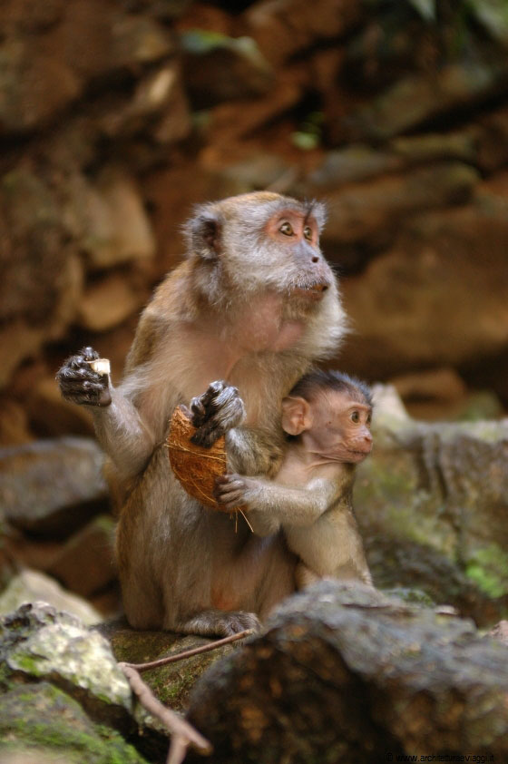 L’accoglienza dei macaco alle Batu Caves