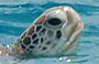 PULAU PERHENTIAN BESAR. Nelle acque al largo del Perhentian Island Resort è possibile avvistare tartarughe giganti e nuotare con loro!
