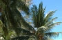PULAU PERHENTIAN BESAR. La baia orlata di palme di fronte al Perhentian Island Resort