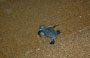 COSTA EST. Evviva, i piccoli di tartaruga sgambettano, caracollano e si dirigono verso il mare per entrare in acqua ed iniziare a vivere