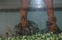 KUALA LUMPUR. Al 6° piano del Berjaya Times Square la Foot Master Dr Fish Spa è ideale per provare il pediluvio con il pesce Dottore