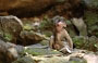 GROTTE BATU. Un piccolo macaco osserva con attenzione la sua mamma