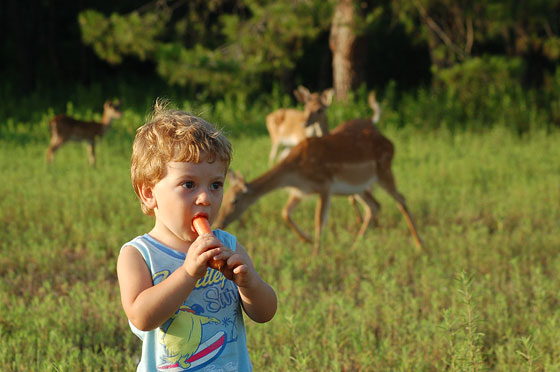 PINETA DELLA FENIGLIA - Oops, ma chi mangia la carota, Luca o i daini?