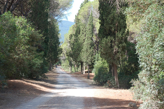 BASSA MAREMMA - Pedalando in pineta