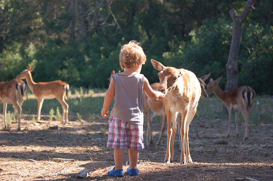 PINETA DELLA FENIGLIA - Luca incontra i daini