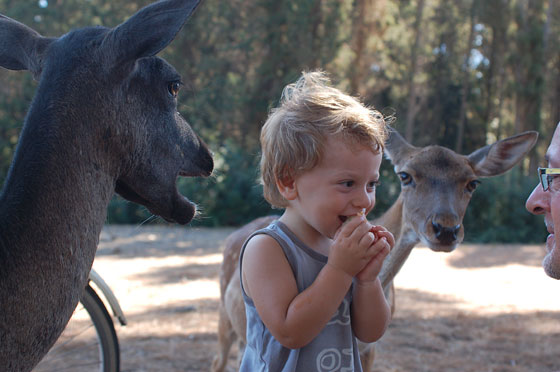 PINETA DELLA FENIGLIA - Nel veder mangiare i daini Luca ha pensato bene di mangiare per se la carota