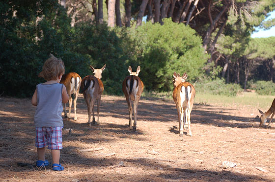 PINETA DELLA FENIGLIA - Luca insegue i daini