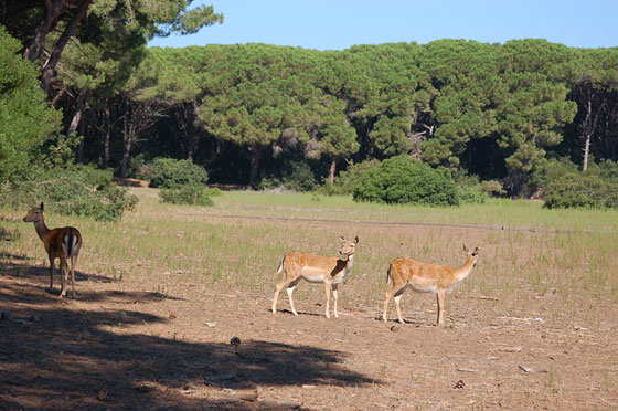 RISERVA NATURALE DUNA FENIGLIA - L'ampio pratone quasi di fronte alla guardia forestale (lato Ansedonia) in cui è facilissimo incontrare i daini ormai addomesticati
