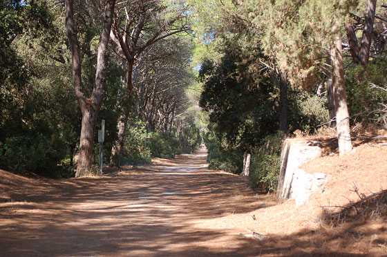 RISERVA NATURALE DELLA FENIGLIA - Davvero bella questa pineta marina