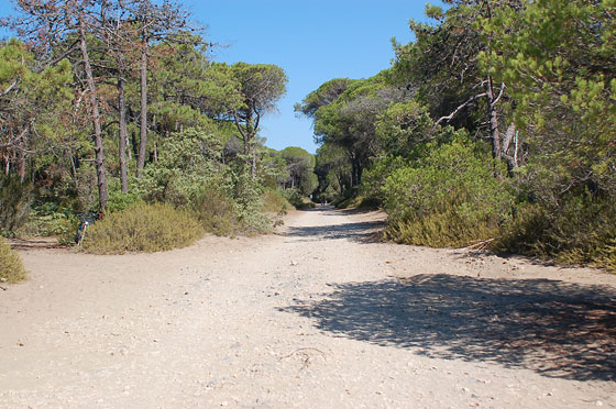 PINETA DELLA FENIGLIA - L'accesso n. 4 al mare