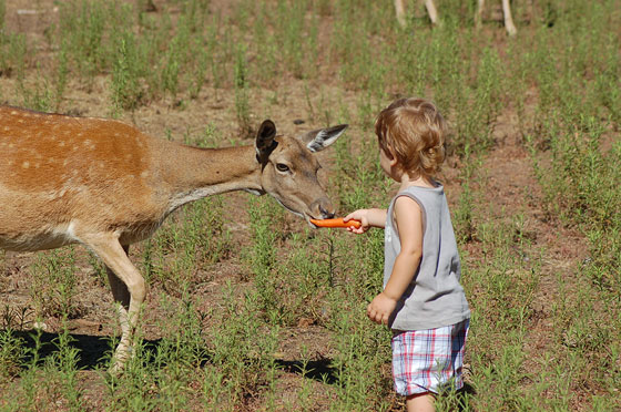 PINETA DELLA FENIGLIA - L'incontro con i daini, un'esperienza naturalistica da non perdere per i bambini