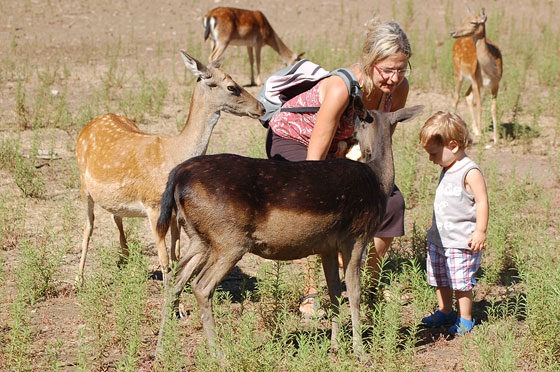 INCONTRI IN PINETA - Io, Luca e i daini alla pineta della Feniglia