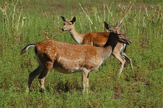 ECOTURISMO IN MAREMMA - Sulle tracce dei daini