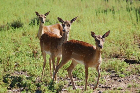 ECOTURISMO IN MAREMMA - Il Gioiello di questa area è il Parco della Maremma visitabile a piedi, in bicicletta, a cavallo, in carrozza