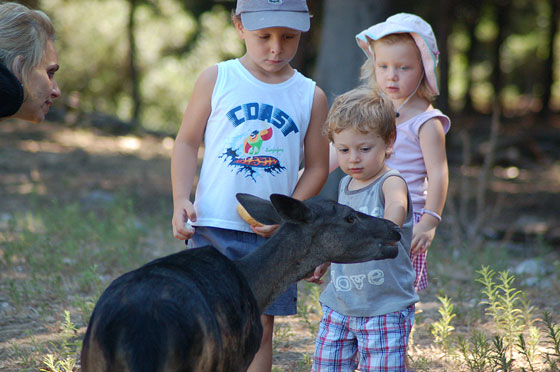 PINETA DELLA FENIGLIA - Altri bambini vogliono dar da mangiare ai daini