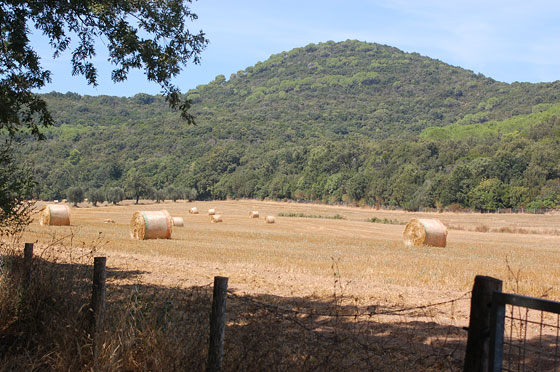 ALTA MAREMMA - Inizia a sud di Livorno e si estende fino a Grosseto