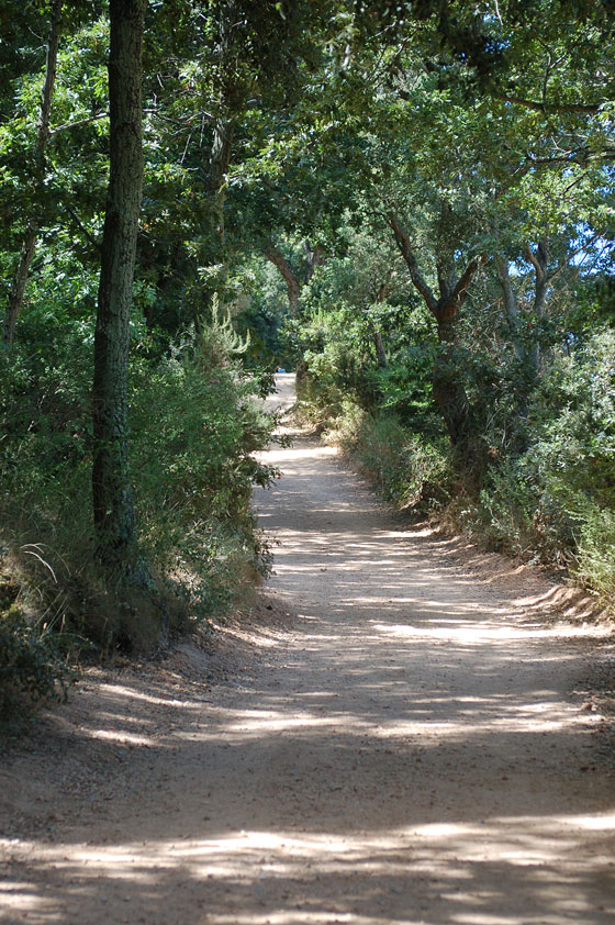 VERSO CALA VIOLINA - Il percorso a piedi è piacevole perchè sufficientemente ombreggiato