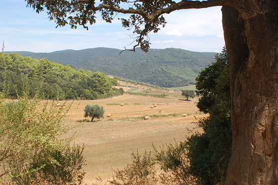 VERSO CALA VIOLINA - La quieta campagna marina