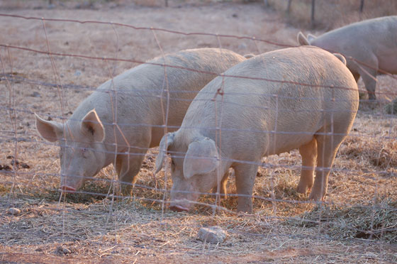 AGRITURISMO MONTEPOZZALINO - Ultima sera, l'addio ai maialini, i preferiti di Luca
