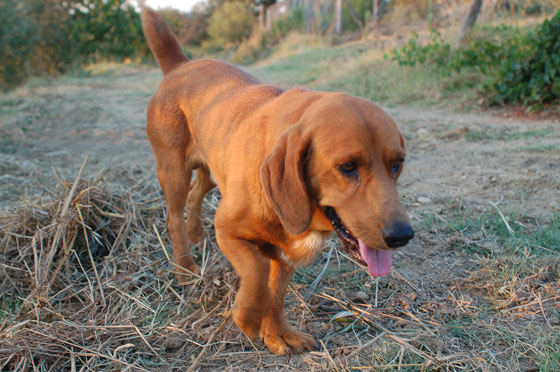 AGRITURISMO MONTEPOZZALINO - Ciao Ugo, continua ad accogliere i turisti
