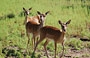 ECOTURISMO IN MAREMMA. Il Gioiello di questa area è il Parco della Maremma visitabile a piedi, in bicicletta, a cavallo, in carrozza