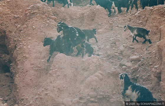 VERSO LA KASBAH AIT BENHADDOU - Le caprette...