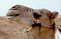 ERG CHEBBI. Il cammello si è meritato un bel primo piano - sorridi e...cheese