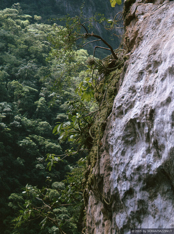 CANON DEL SUMIDERO - Dalla barca osserviamo attentamente la vegetazione sulle pareti rocciose