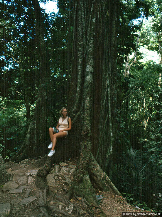 PALENQUE - Natura tropicale e selvaggia
