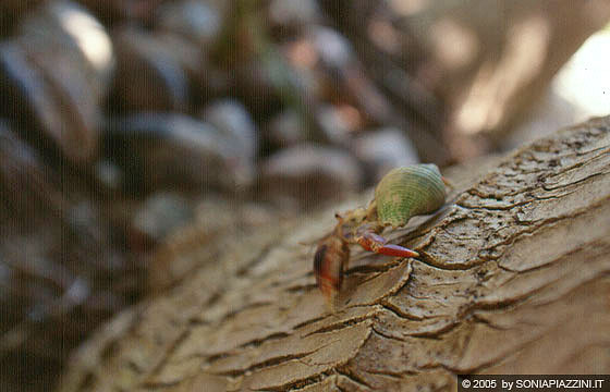 ISLA CONTOIS - Un paguro