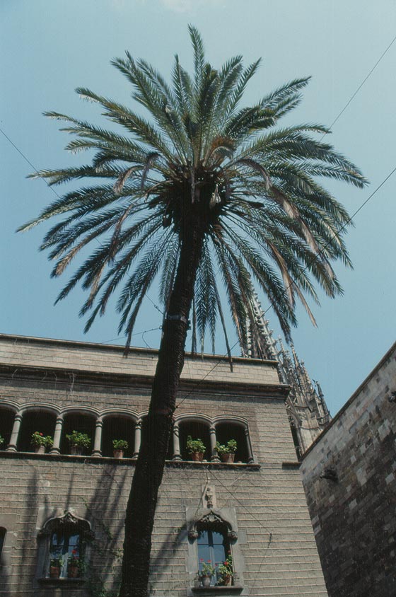 BARCELLONA - Casa de l'Ardiaca - carrer Santa Llúcia, 1 - particolare dell'alta palma nel patio