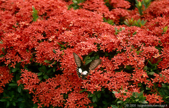 SUKHOTHAI - Una farfalla si è posata sui fiori che  circondano il Wat Si Sawai