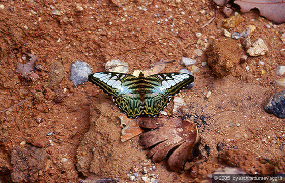 CHIANG MAI - Verso la cascata Monthathon (nei pressi del Doi Suthep): farfalle dai colori bellissimi