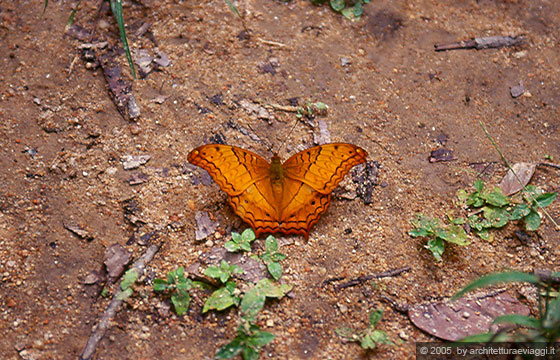 CHIANG MAI - Dirigendoci alla cascata Monthathon incontriamo farfalle dai colori bellissimi 