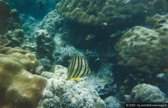 PHI PHI ISLAND - Ci divertiamo a fare snorkelling a Phi Phi Ley