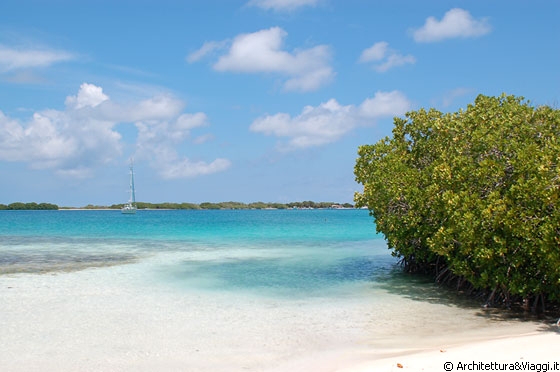 FRANCISQUISES - Flora e vegetazione nell'arcipelago di Los Roques