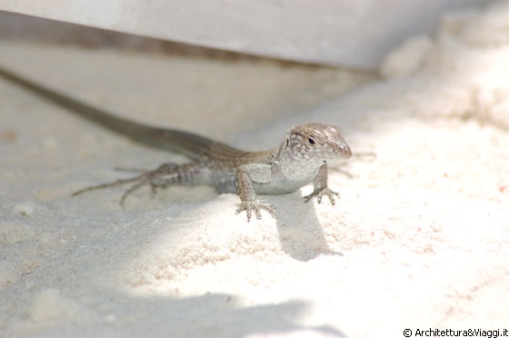LOS ROQUES - Francisquises - rettili e lucertole