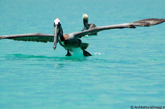 FRANCISQUI' DEL MEDIO - Il pellicano spicca il volo per tuffarsi sulla preda
