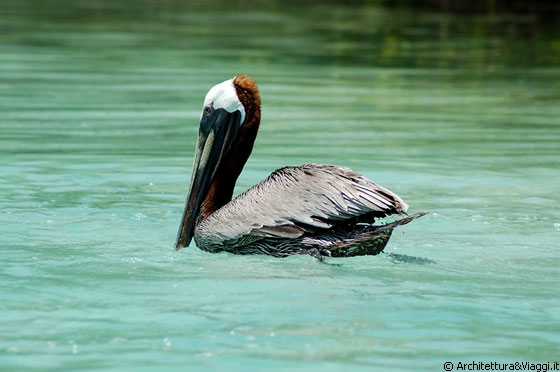 FRANCISQUISES - Mi sembra giusto, dopo pranzo il signor pellicano si riposa!