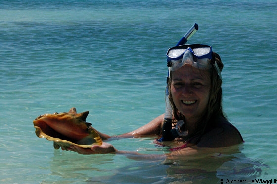 FRANCISQUI' - Che bello, ho trovato un conchiglione! 