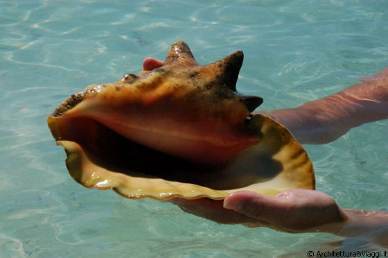 FRANCISQUISES - Non temete per questo splendido esemplare di Strombus Gigas (Botuto or Guarura): dopo averlo fotografato lo abbiamo riposato in mare