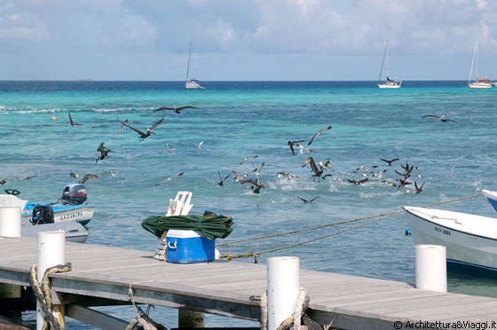 GRAN ROQUE - La banchina trabocca di pescherecci, imbarcazioni di tour operator e yacht di passaggio, tutti assediati dai pellicani