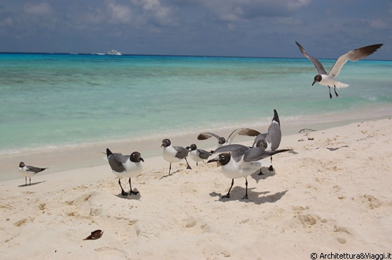 CAYO DE AGUA - Le gabbianelle chiedono cibo ai turisti e noi ci divertiamo a banchettare con loro - sono davvero voraci e fameliche!