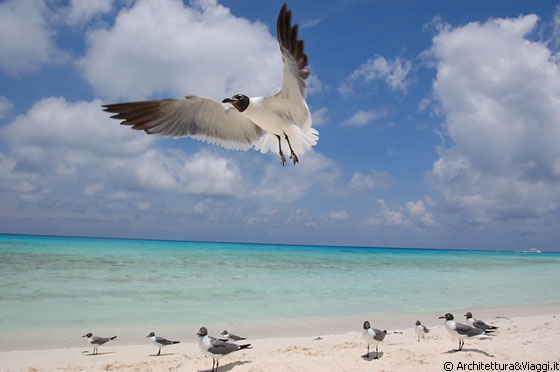 CAYO DE AGUA - Il Parque Nacional Archipelago Los Roques è un vero paradiso tropicale