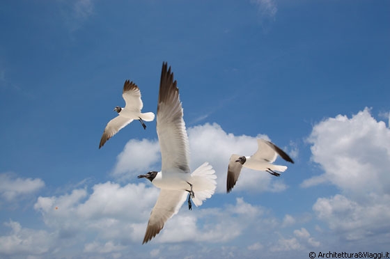 CAYO DE AGUA - Il volo rilassante delle gabbianelle